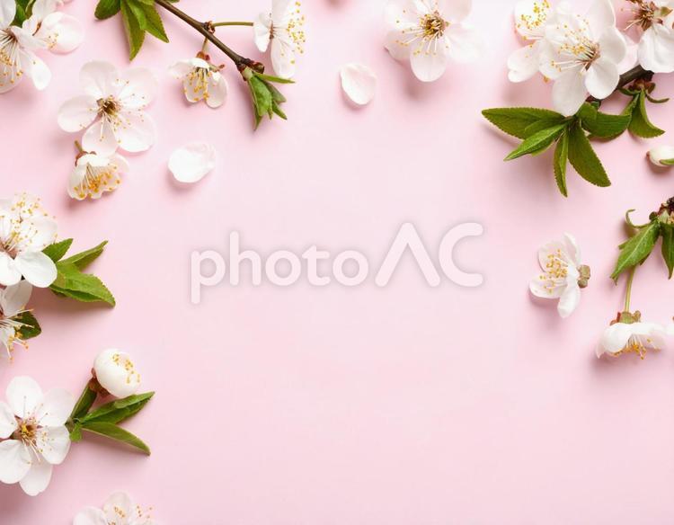 桜のピンクのテキストフレーム 桜,テキストスペース,ピンクの写真素材