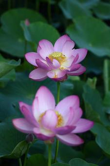 神聖な花 神聖な花 ハス,花,ハス科の植物の写真素材