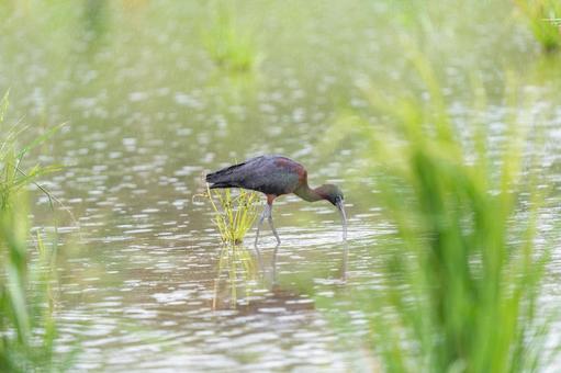 ブロンズトキ ブロンズトキ ブロンズトキ,鳥,野鳥の写真素材