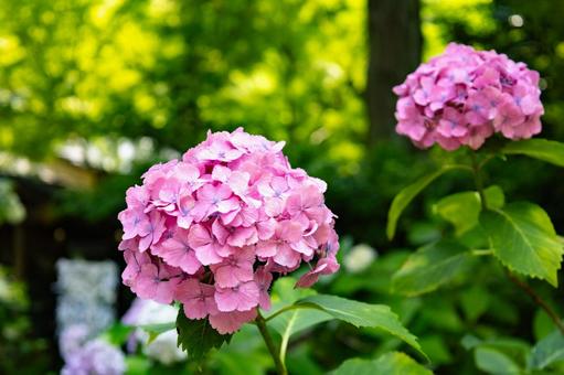 紫陽花 紫陽花 あじさい,紫陽花,アジサイの写真素材
