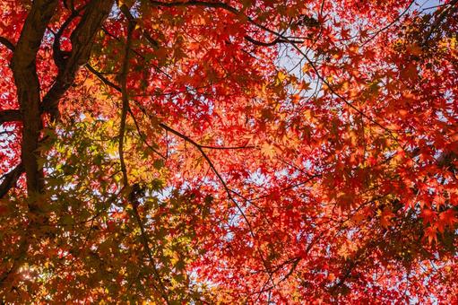 紅葉狩り カエデ,秋,紅葉の写真素材