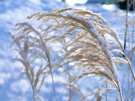 雪の中のすすきの写真