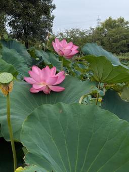 蓮の花4 蓮の花4の写真