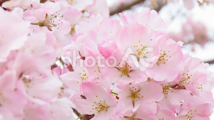 2025 横須賀城跡公園　江戸彼岸桜満開 桜,春,江戸彼岸桜の写真素材