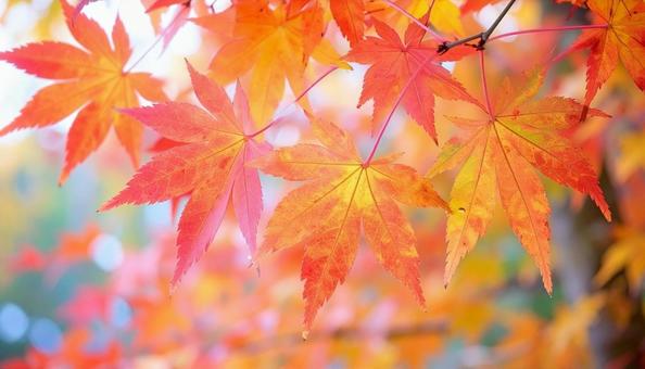 Colorful autumn leaves close-up Autumn plants, JPG