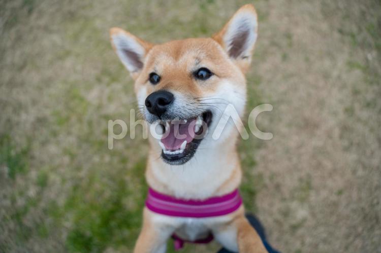 おやつをねだる柴犬 柴犬,柴,景色の写真素材