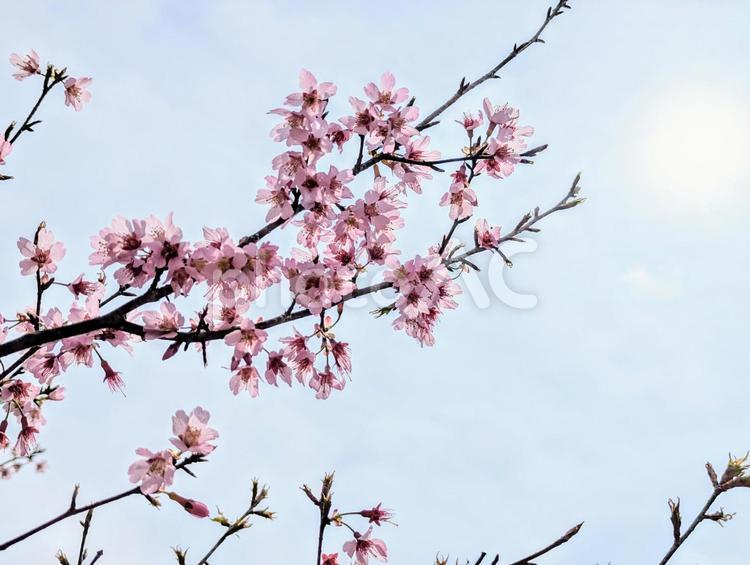 曇天の太陽とオカメ桜 植物,花,春の写真素材