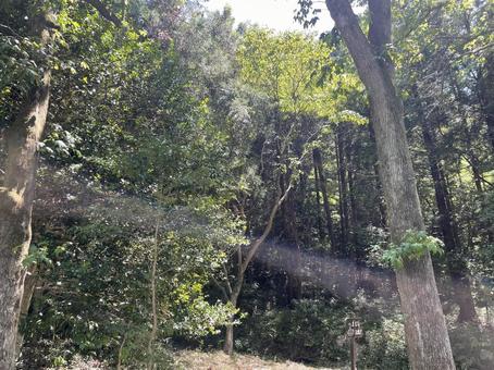 龍ノ口グリーンシャワーの森 龍ノ口グリーンシャワーの森の写真