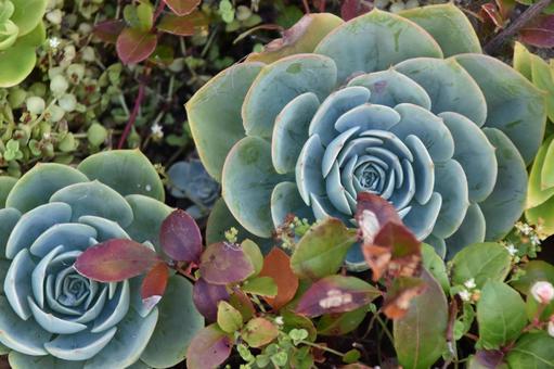 草の花 草の花の写真