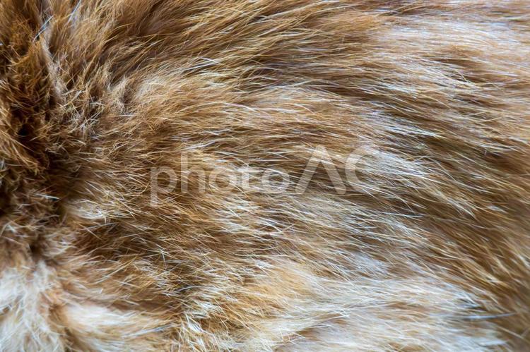 猫の毛のテクスチャ 毛,猫,ペットの写真素材