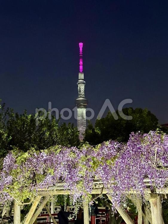 夜の亀戸天神社　藤棚 木,夜,ライトアップの写真素材