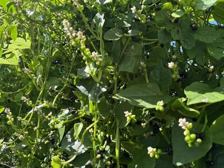 美しいつるむらさきの花と青空 美しいつるむらさきの花と青空 つるむらさき,野菜,蔓の写真素材