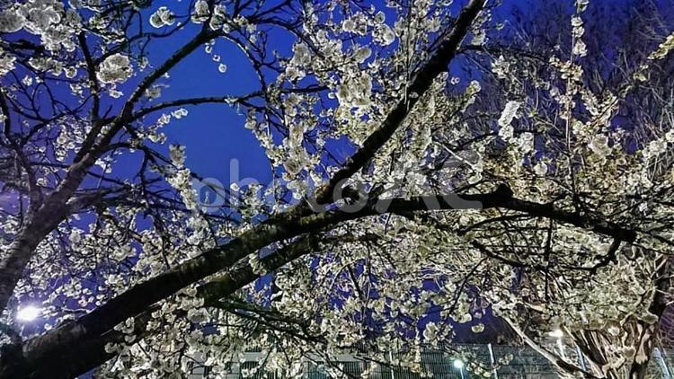 夜桜、白、青い空　春 桜,大木,満開の写真素材