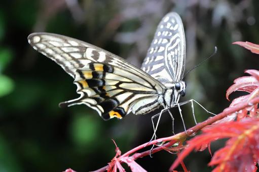 アゲハチョウ 生き物,昆虫,蝶々の写真素材