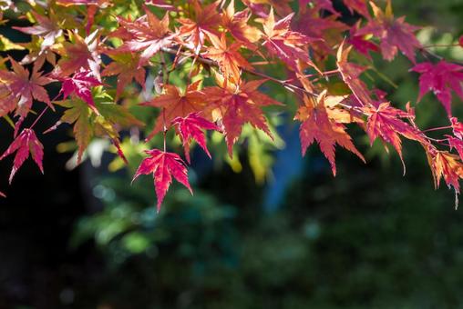 もみじ　紅葉 紅葉,もみじ,秋の写真素材