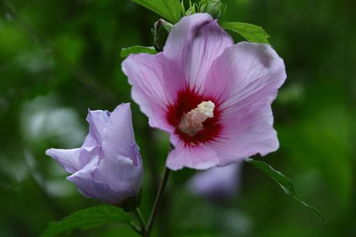 夏の茶室を彩る 夏の茶室を彩るの写真