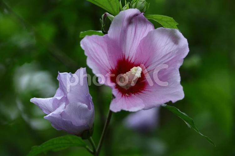 夏の茶室を彩る 木槿,花,アオイ科の植物の写真素材