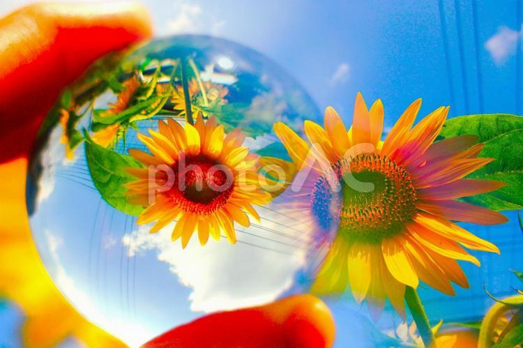 ガラスボールの中のひまわり畑 ヒマワリ,夏,青空の写真素材