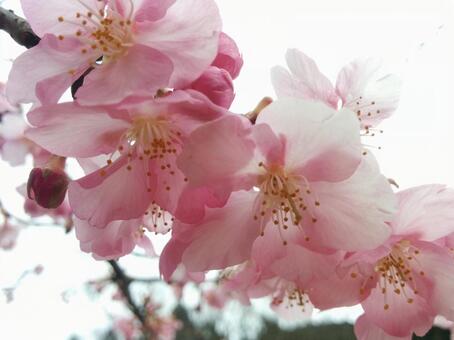春 春の写真