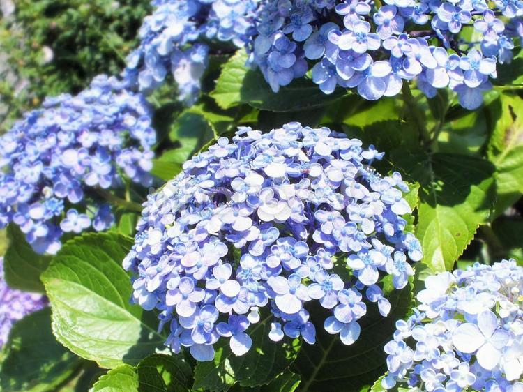 ふっくらと咲いたウズアジサイ 紫陽花,アジサイ,ブルーの写真素材