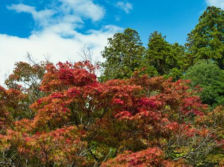 色づき始め 紅葉,もみじ,こうようの写真素材
