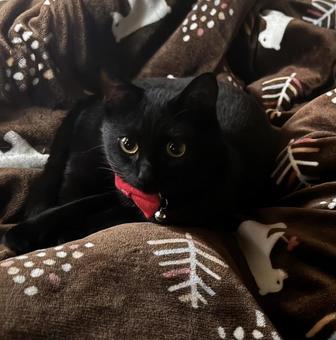 赤いリボンの黒猫の写真