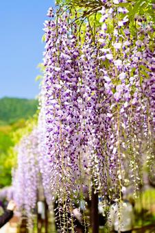 Wisteria flowers shining against the blue sky, JPG Wisteria flowers shining against the blue sky, JPG