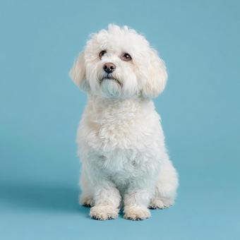 水色背景の可愛い白い犬 水色背景の可愛い白い犬の写真