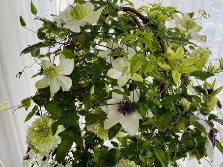 満開に咲きほこるクレマチスの花 満開に咲きほこるクレマチスの花 満開,クレマチス,白い花の写真素材