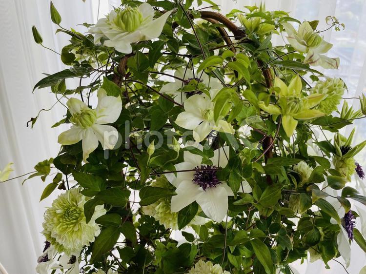 満開に咲きほこるクレマチスの花 満開,クレマチス,白い花の写真素材
