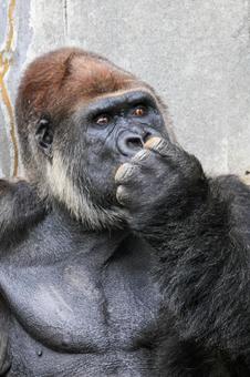 ニシゴリラ ニシゴリラ ニシゴリラ,ニシローランドゴリラ,アフリカの写真素材