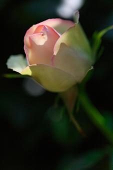 薔薇の花 薔薇の花の写真