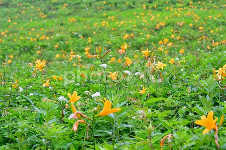咲き誇るニッコウキスゲ群生（霧降高原） 花,ニッコウキスゲ,風景の写真素材