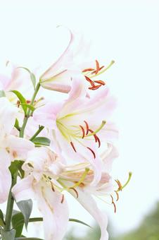 リリーパーク リリーパーク,ゆりの郷こしみず,ゆりの写真素材