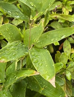 雨粒がついた葉Part3 雨粒がついた葉Part3の写真
