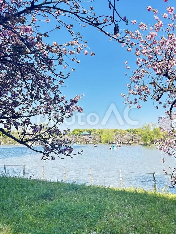 不忍池　上野公園　春の池　台東区上野 不忍池,上野恩賜公園,弁天島の写真素材