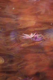 紅い水面 紅い水面の写真