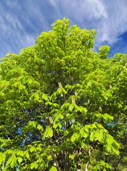 Fresh green, fresh green, wood, sky, JPG