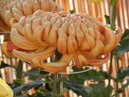 【風景写真】福山菊花展覧会の風景 キク,菊,菊花展の写真素材