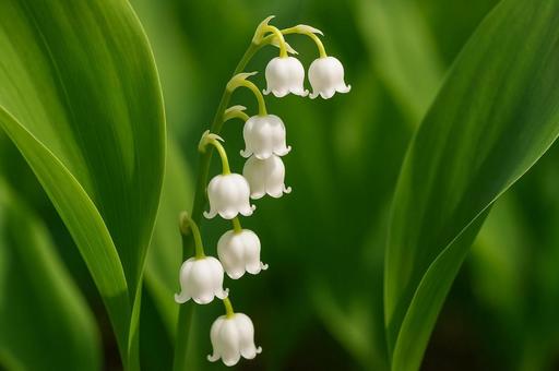 スズランの白い花と新緑の葉・自然・草花 スズランの白い花と新緑の葉・自然・草花の写真