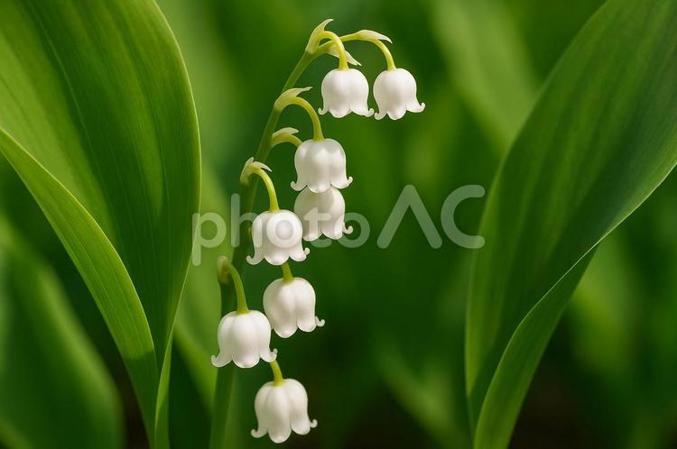スズランの白い花と新緑の葉・自然・草花 スズラン,白い花,新緑の写真素材