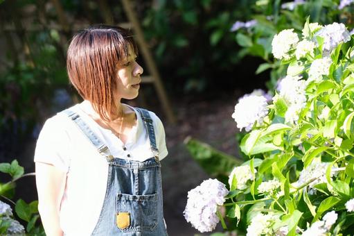 アジサイ アジサイの写真