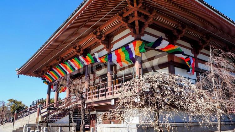 早春の白梅・西新井大師の境内（足立区） 早春,梅,西新井大師の写真素材