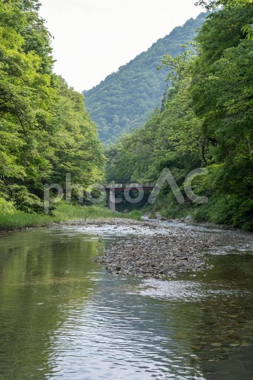 南会津の渓流　西根川 渓流,渓谷,川の写真素材