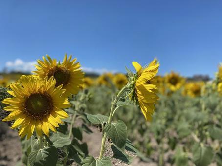 ひまわり畑 ひまわり畑の写真
