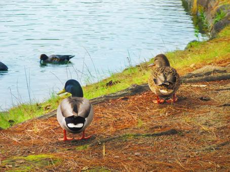 シンクロしてるカモ カモ,水辺,鳥の写真素材