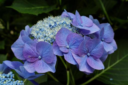 Hydrangea, JPG