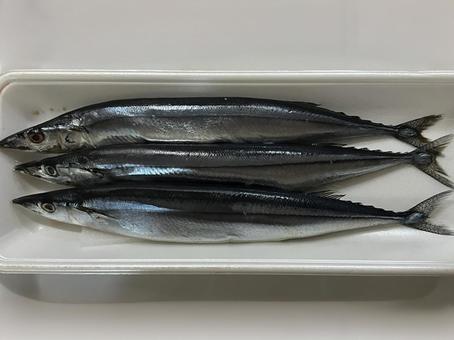 サンマ サンマ さんま,魚,魚屋の写真素材