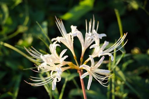 A cluster of white spider lilies, JPG A cluster of white spider lilies, JPG