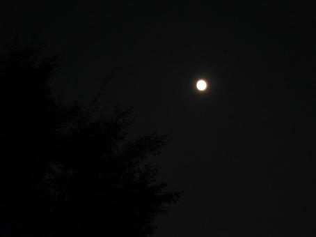 Moonlit Night, JPG Moonlit Night, JPG